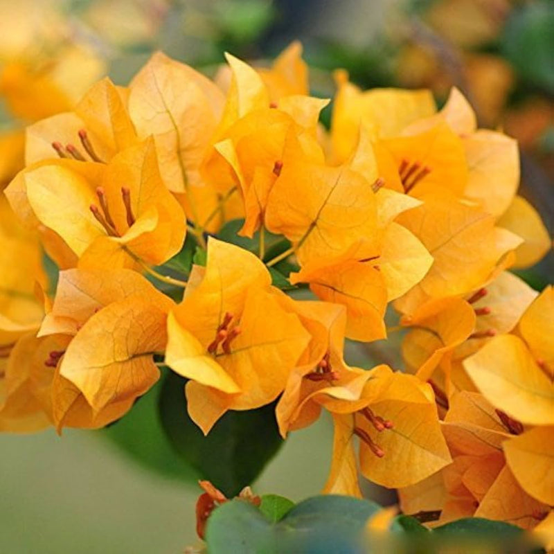 Gelb bougainvillea blume samen for anpflanzung - pollinator friendly, heirloom & gmo free samen for home garten
 
 sale for anpflanzung in home garten.