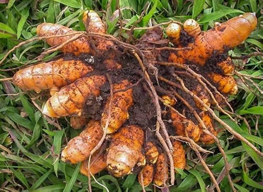kaufen brown turmeric pflanze pflanzung samen Stück, 100 Stück