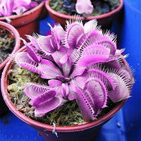 purple venus flytrap rare carnivorous pflanze live potted dionaea muscipula with deep purple traps
