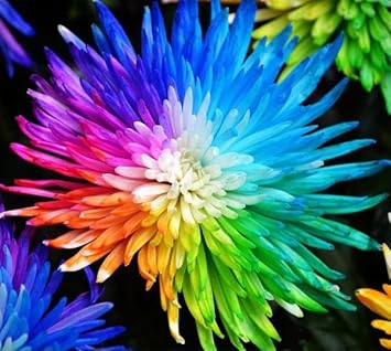 Rainbow chrysanthemum blume samen for anpflanzung - pollinator friendly, heirloom & gmo free samen for home garten
 
 sale for anpflanzung in home garten