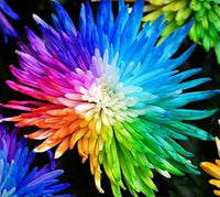 Rainbow chrysanthemum blume samen for anpflanzung - pollinator friendly, heirloom & gmo free samen for home garten
 
 sale for anpflanzung in home garten