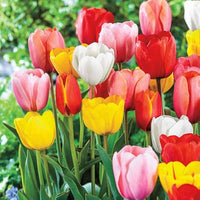 MultiColour Tulpe Blumensamen zur Aussaat leuchtend Traditionssorte & ohne Gentechnik Samen Hausgarten