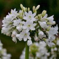 Agapanthus Africanus Blumensamen zur Aussaat kompakt Wuchs Traditionssorte & ohne Gentechnik Samen Hausgarten