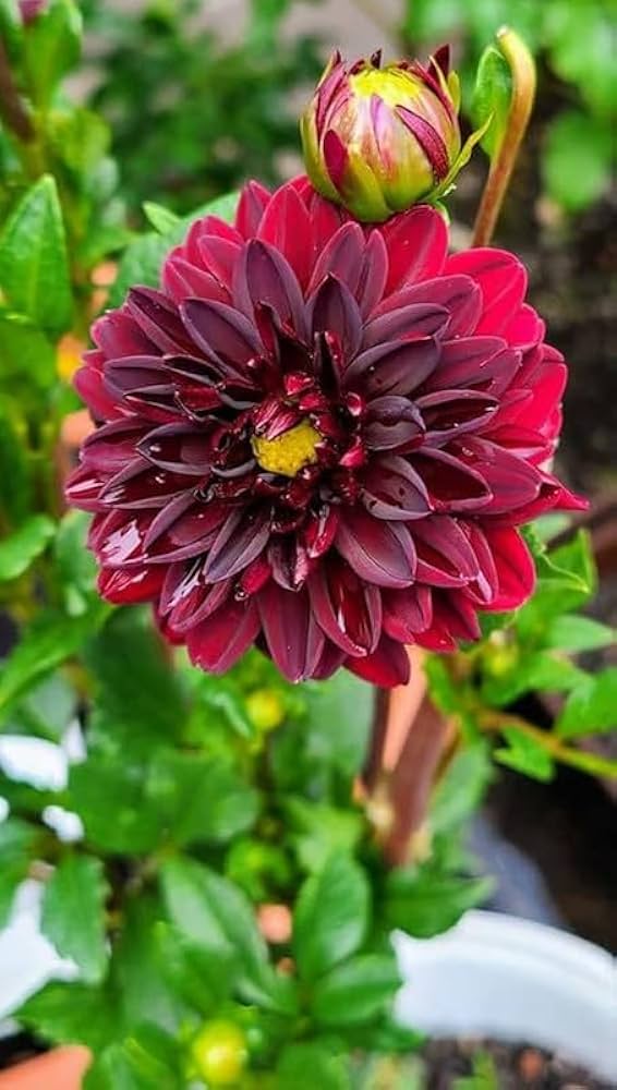 tief Rot Dahlie Blumensamen zur Aussaat – Halbschatten verträglich – Traditionssorte & ohne Gentechnik Samen Hausgarten