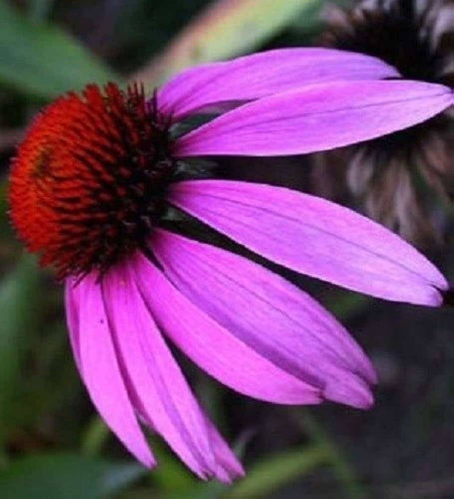 Echinacea echinacea purpurea for anpflanzung in blume bed