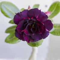Lila Wüstenrose Blumensamen zur Aussaat – Halbschatten verträglich – Traditionssorte & ohne Gentechnik Samen Hausgarten
