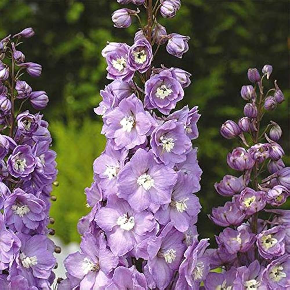 Delphinium Samen Blume Pflanze zur Aussaat Hausgarten Border