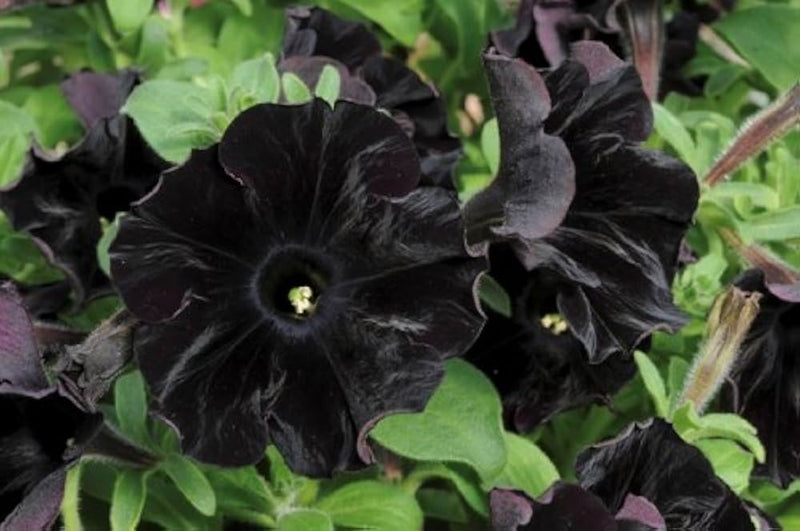 Schwarz cat petunia samen blume samen for anpflanzung - sun loving, heirloom & gmo free samen for home garten
 
 sale for anpflanzung in home garten.