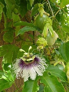 Lila passiflora blume samen for anpflanzung - cut blume favorite, heirloom & gmo free samen for home garten
 
 sale samen for anpflanzung in home garten
