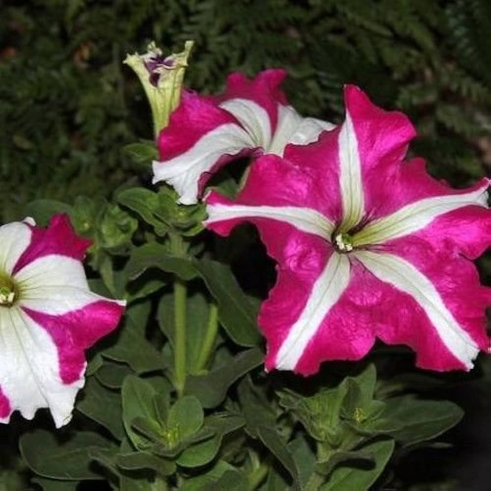 Pelleted Samen Dreams Rose Picotee Petunie Samen