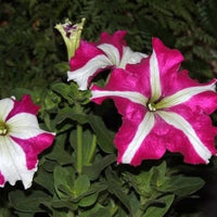 Pelleted Samen Dreams Rose Picotee Petunie Samen
