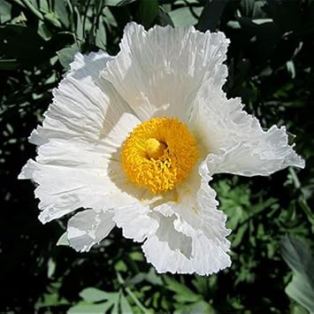 Coulteri blume samen for anpflanzung - cottage garten essential, heirloom & gmo free samen for home garten
 
 sale samen for home garten