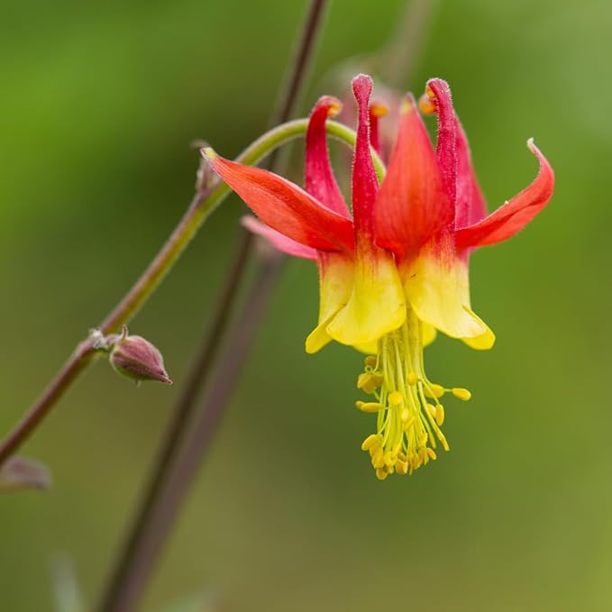 Oriental columbine for anpflanzung in wildflower garten