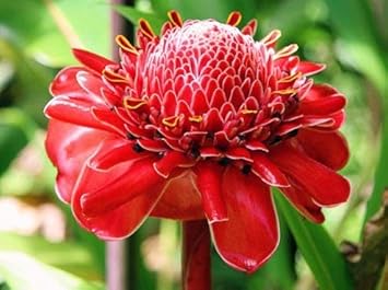 Rot torch ginger blume samen for anpflanzung - premium quality, heirloom & gmo free samen for home garten
 
 sale for anpflanzung in home garten.