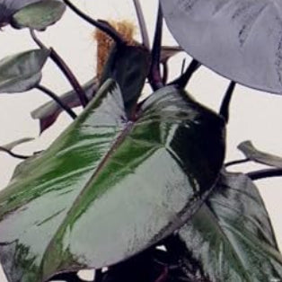 Grün philodendron erubescens blume samen for anpflanzung - perfect for borders, heirloom & gmo free samen for home garten
 
 sale for anpflanzung in home garten.