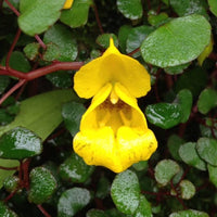 Gelb Impatiens Blumensamen zur Aussaat – Schnitt Blume beliebt – Traditionssorte & ohne Gentechnik Samen Hausgarten