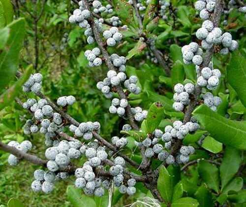 Grün Myrica Pennsylvanica Blumensamen zur Aussaat – Schnitt Blume beliebt – Traditionssorte & ohne Gentechnik Samen Hausgarten