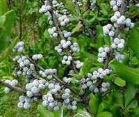 Grün Myrica Pennsylvanica Blumensamen zur Aussaat – Schnitt Blume beliebt – Traditionssorte & ohne Gentechnik Samen Hausgarten