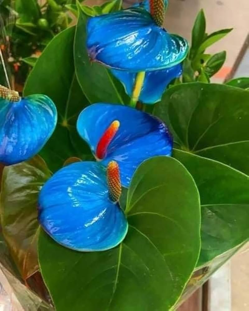 Himmelblau Flamingoblume Blumensamen zur Aussaat Schnitt Blume beliebt Traditionssorte & ohne Gentechnik Samen Hausgarten
