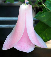 Chilean bellflower samen lapageria rosea for rare garten blooms