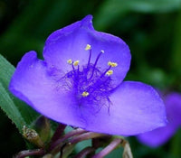 Blau tradescantia blume samen for anpflanzung - long bloom season, heirloom & gmo free samen for home garten
 
 sale samen for anpflanzung in home garten