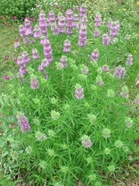 Violet citriodora blume samen for anpflanzung - compact growth, heirloom & gmo free samen for home garten
 
 sale samen for home garten