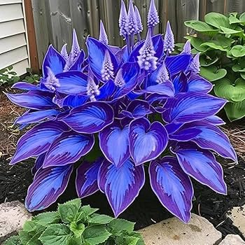 Hosta mehrjährig Blumensamen zur Aussaat – Anzucht – Traditionssorte & ohne Gentechnik Samen Hausgarten