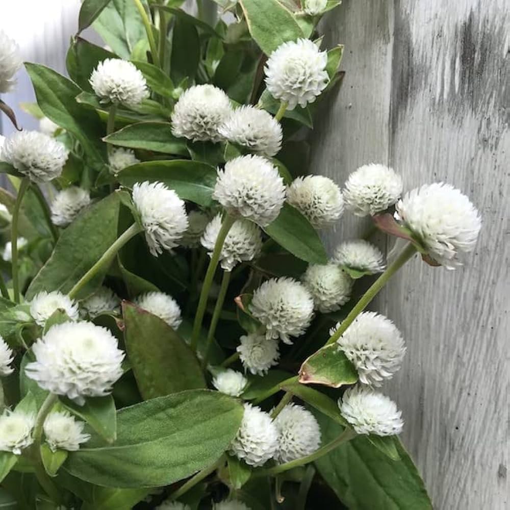 Gomphrena Higro Weiß Samen zur Aussaat elegant Globe Blumen
