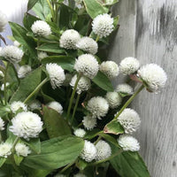 Gomphrena Higro Weiß Samen zur Aussaat elegant Globe Blumen