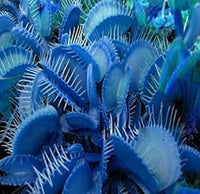 Blau Insectivorous Venus Fly Trap Pflanze Samen zur Aussaat Leitfaden