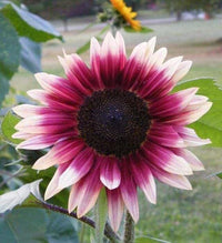 Sonnenblume Blume Samen zur Aussaat Rosa