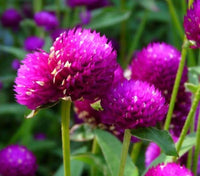 Gomphrena Blumensamen zur Aussaat duftend Blüten Traditionssorte & ohne Gentechnik Samen Hausgarten