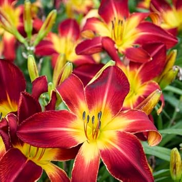 Hemerocallis Blumensamen zur Aussaat Landhaus Garten wichtig Traditionssorte & ohne Gentechnik Samen Hausgarten