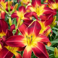 Hemerocallis Blumensamen zur Aussaat Landhaus Garten wichtig Traditionssorte & ohne Gentechnik Samen Hausgarten