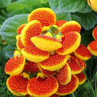 Calceolaria Purse Blumensamen zur Aussaat duftend Blüten Traditionssorte & ohne Gentechnik Samen Hausgarten