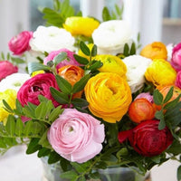 Ranunculus ranunculus asiaticus for anpflanzung in container garten