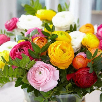 Ranunculus ranunculus asiaticus for anpflanzung in container garten