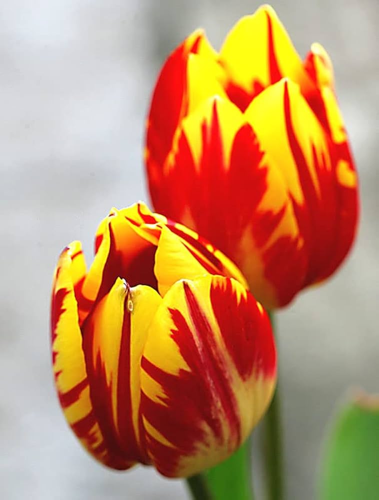 Tulpe Gelb Rot Blumensamen zur Aussaat – hochwertige Qualitäts- – Traditionssorte & ohne Gentechnik Samen Hausgarten