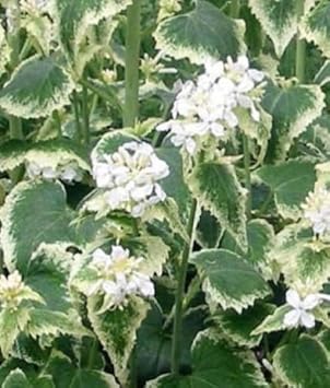 Lunaria annua variegata money blume samen for anpflanzung - premium quality, heirloom & gmo free samen for home garten
 
 sale for anpflanzung in home garten