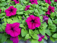 Pelletta petunia limbo lila petunia samen