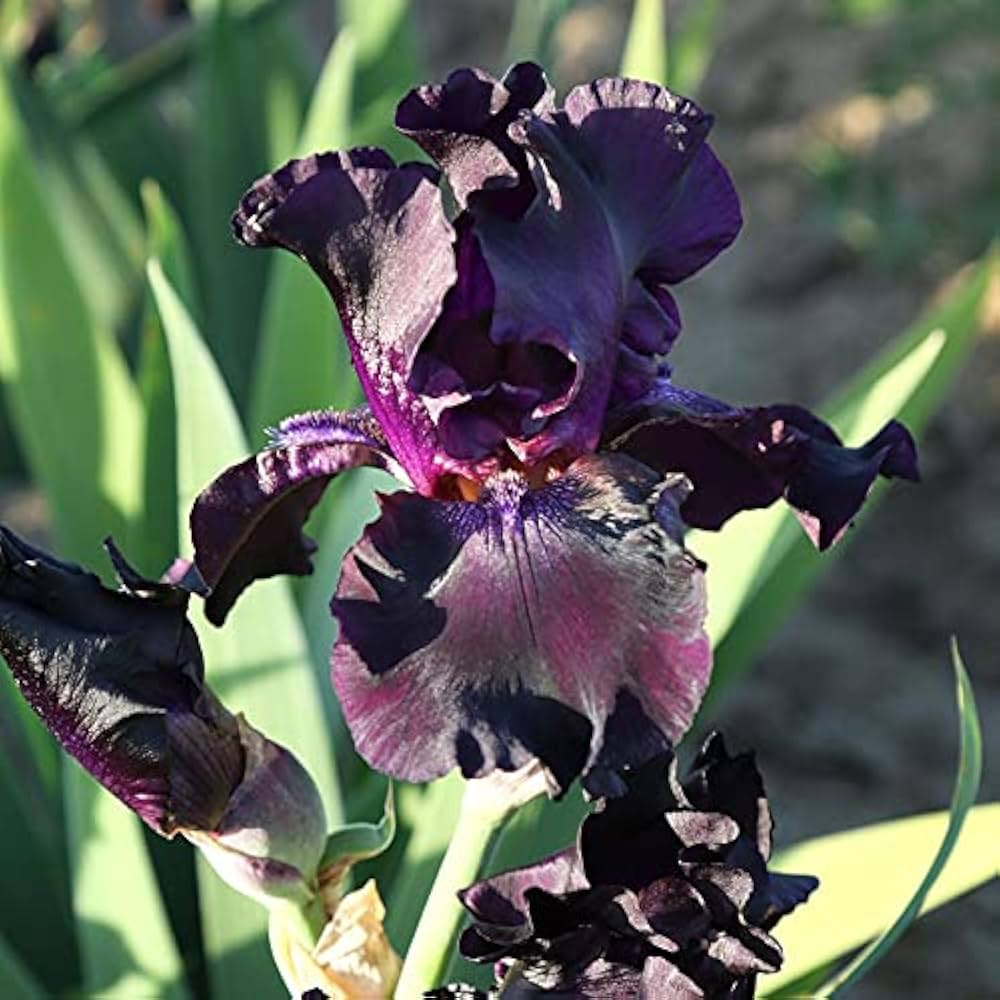 Bearded Iris Gemischt Rhizome Blumensamen