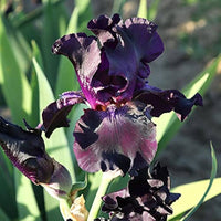 Bearded Iris Gemischt Rhizome Blumensamen