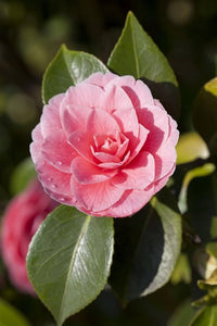 zart Rosa Springkraut Kamelie Blumensamen zur Aussaat – Landhaus Garten wichtig – Traditionssorte & ohne Gentechnik Samen Hausgarten