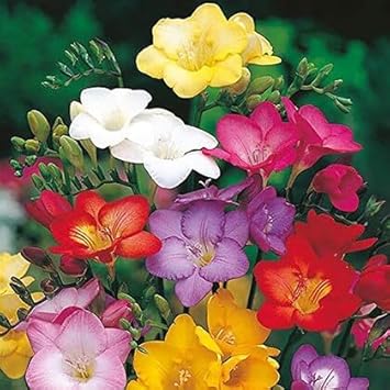 Freesia blume samen for anpflanzung - easy to grow, heirloom & gmo free samen for home garten
 
 sale for anpflanzung in home garten.