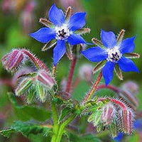 Dark blau borage blume samen for anpflanzung - low maintenance, heirloom & gmo free samen for home garten
 
 sale samen for anpflanzung in home garten