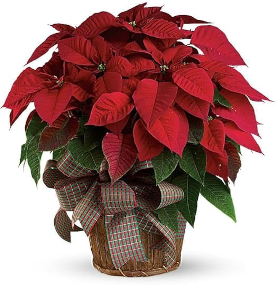 Euphorbia Pulcherrima Samen zur Aussaat Euphorbia Pulcherrima Blume Beet patio Schau