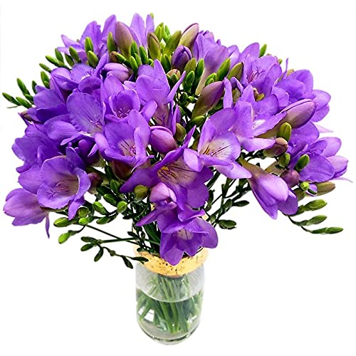 Violett Freesia Blumensamen zur Aussaat sonnenliebend Traditionssorte & ohne Gentechnik Samen Hausgarten
