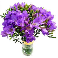 Violett Freesia Blumensamen zur Aussaat sonnenliebend Traditionssorte & ohne Gentechnik Samen Hausgarten