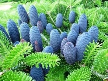 Blau abies veitchii blume samen for anpflanzung - garten favorite, heirloom & gmo free samen for home garten
 
 sale for anpflanzung in home garten.