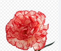Weiß (weiß rot) samen for anpflanzung in home garten